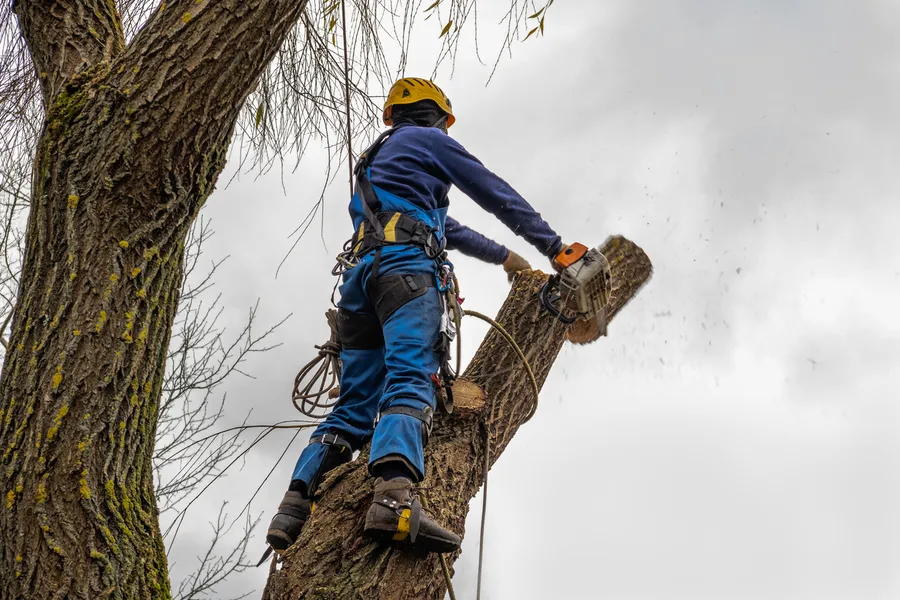 Experienced Tree Cutting Gatineau, QC Experienced Tree Cutting Gatineau, QC