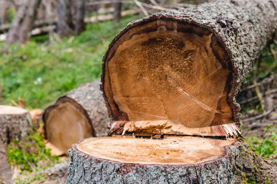 How Tree Cutting Enhances Rental Property Safety in Gatineau, QC