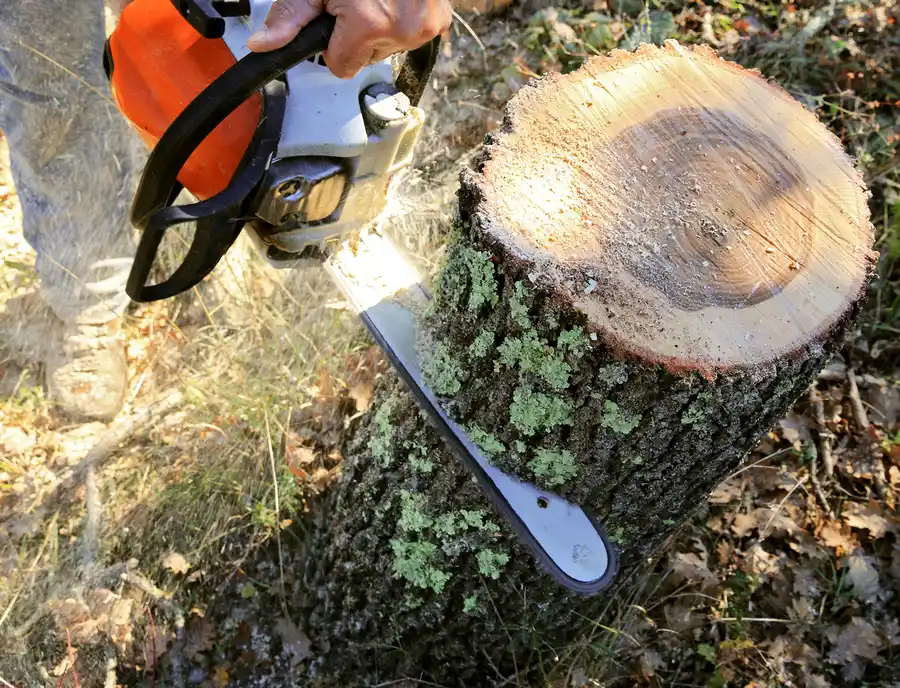 Tree Cutting Tips For Property Management Success in Gatineau, QC